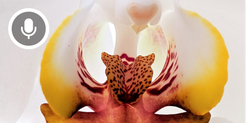 FlexTalk – Wahre Verwandlungskünstler: Vagina, Uterus & Ovarien