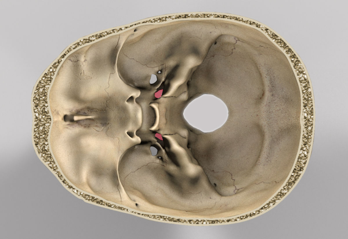 Foramen lacerum