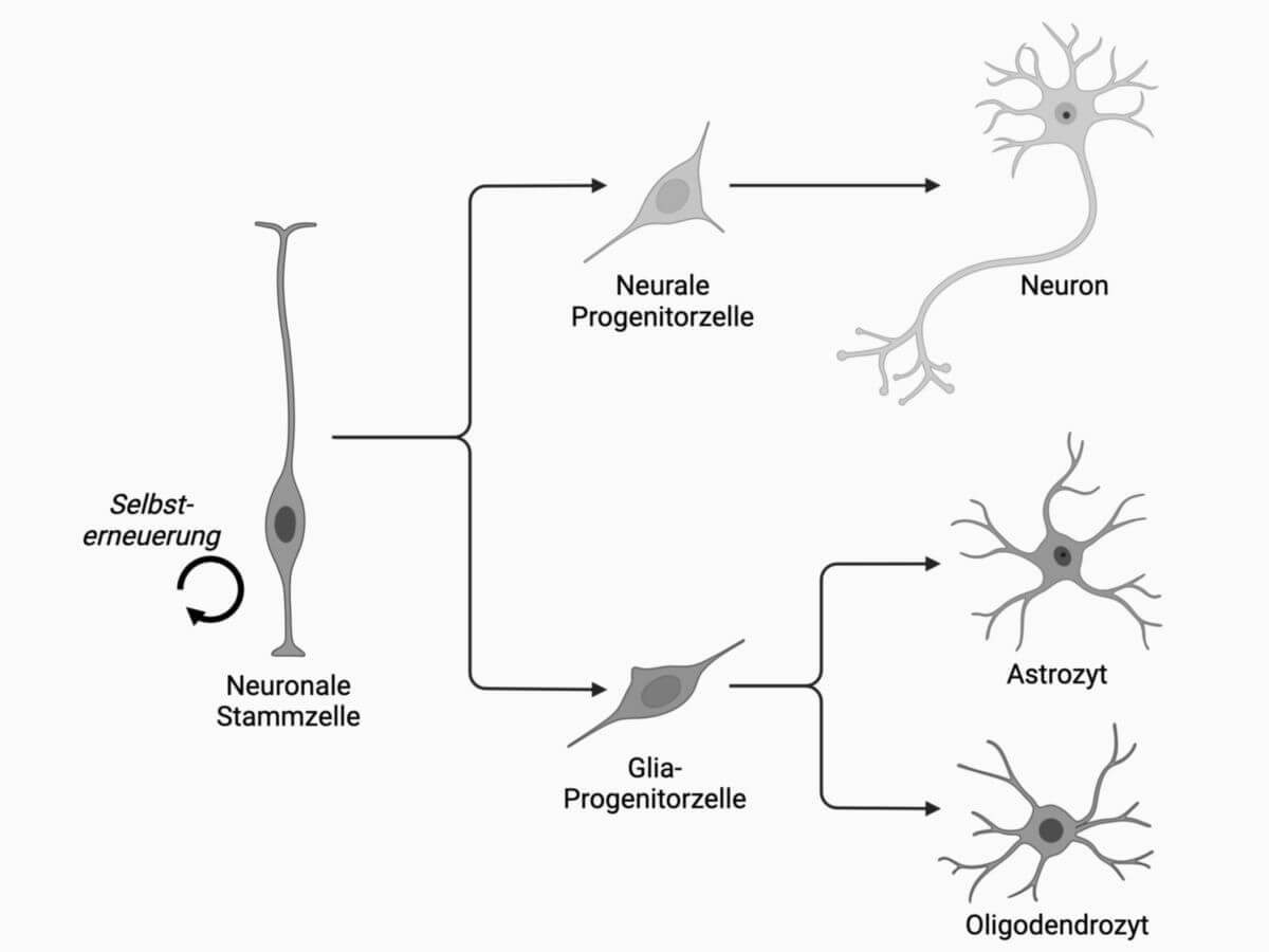 Neuronale Stammzellen