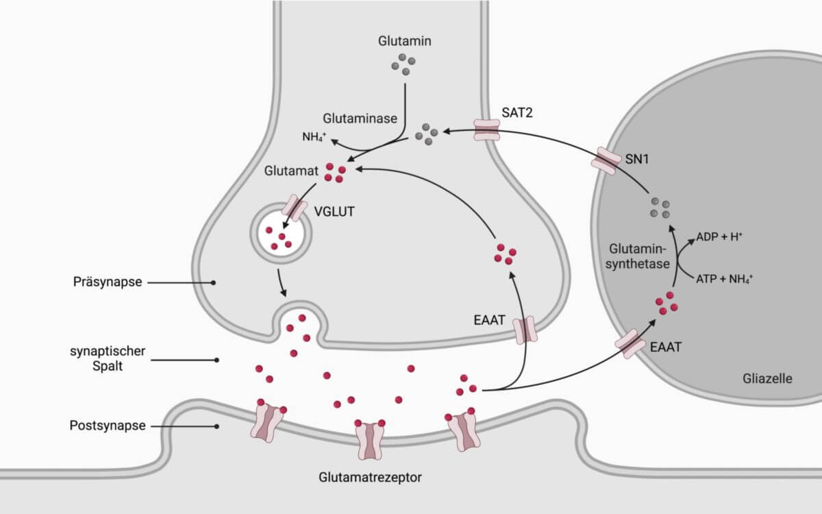 Glutamat-Glutamin-Zyklus
