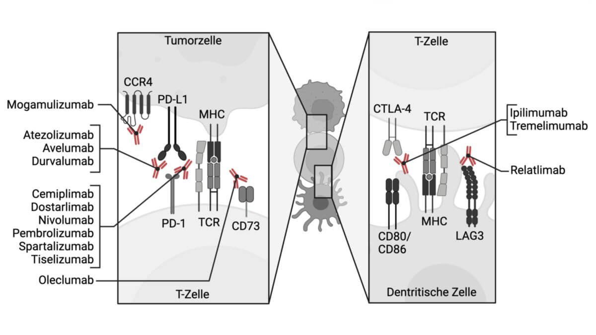 Checkpoint-Inhibitoren