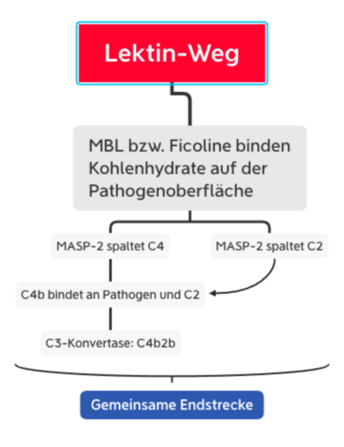 Komplementsystem - Lektinweg