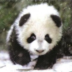 Kai Huang