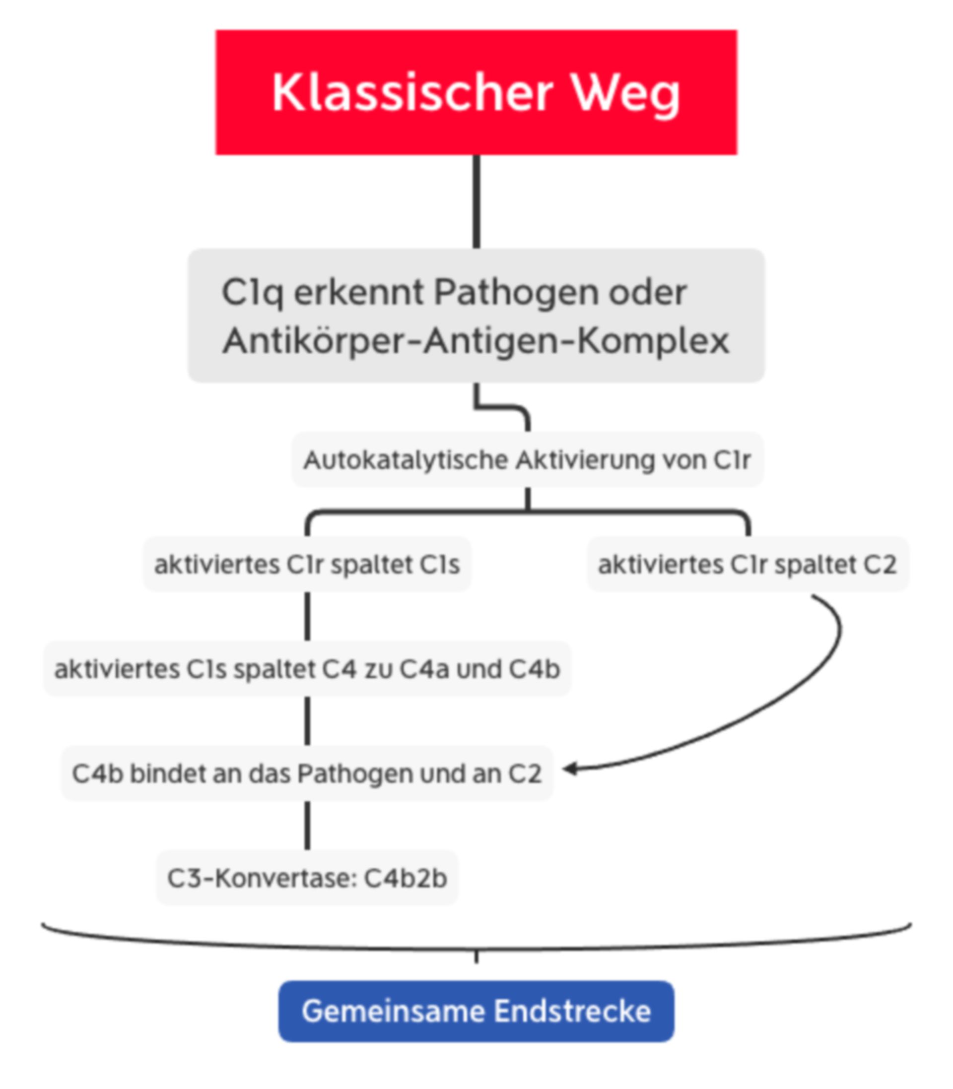 Komplementsystem - Klassischer Weg