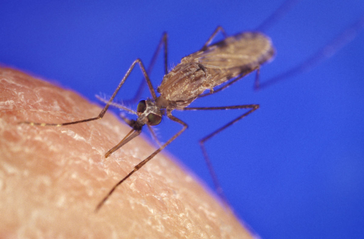 Anopheles gambiae Moskito