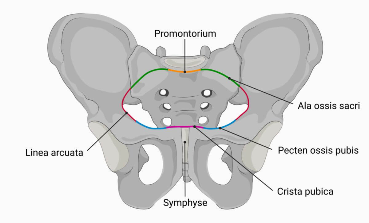 Linea terminalis
