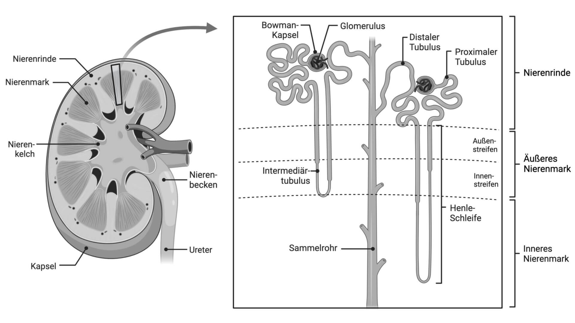 Schematische Darstellung des Nephrons