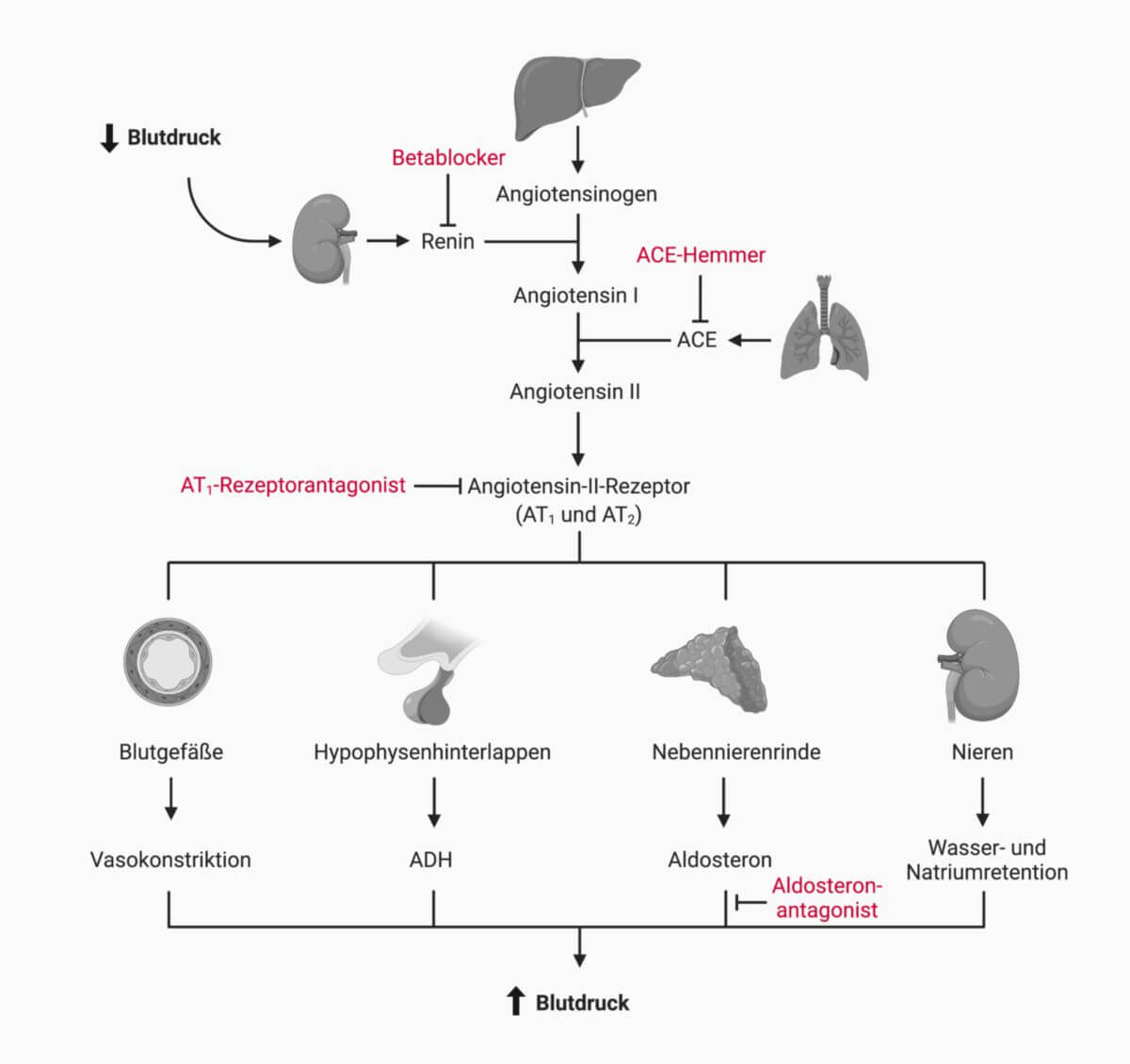 Renin-Angiotensin-Aldosteron-System
