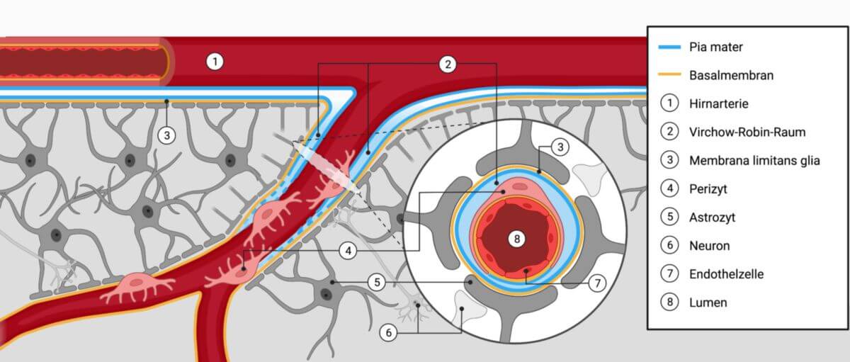 Schematische Darstellung der Hirngewebsschichten und -gefäße