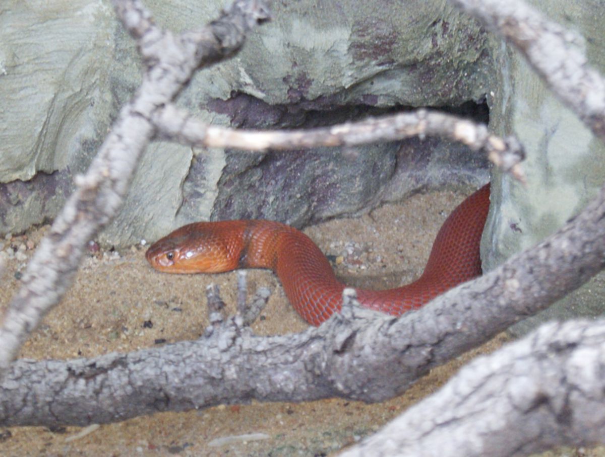 Naja pallida