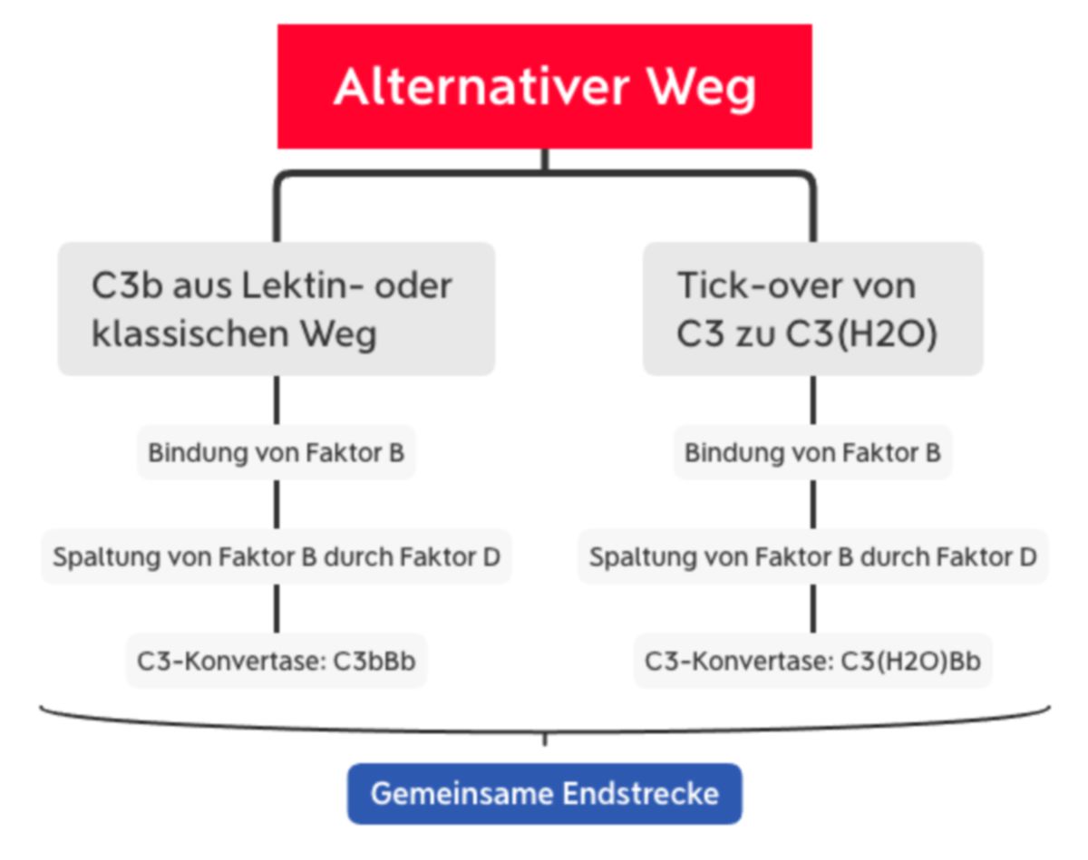 Komplementsystem: Alternativer Weg