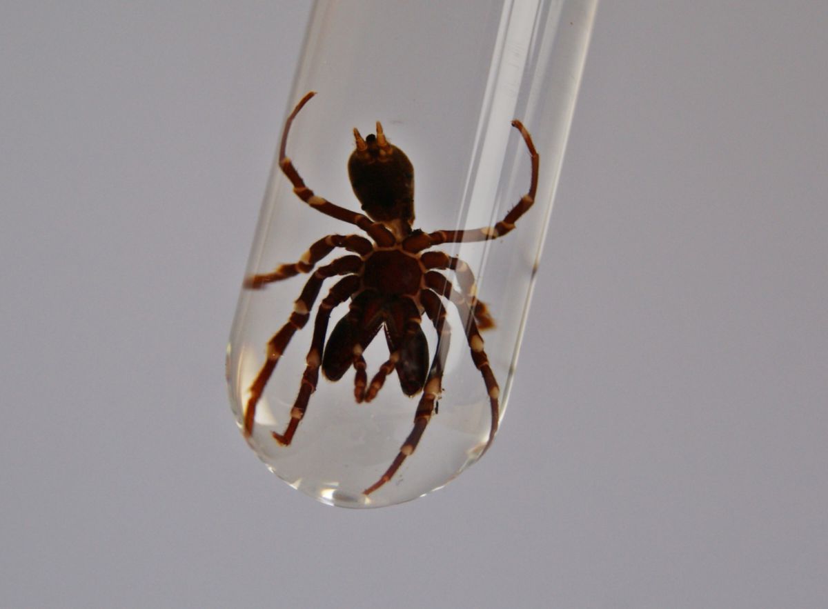 Atypus affinis